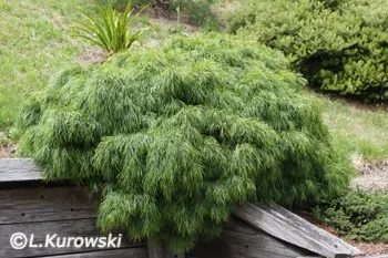 Exotiska växter